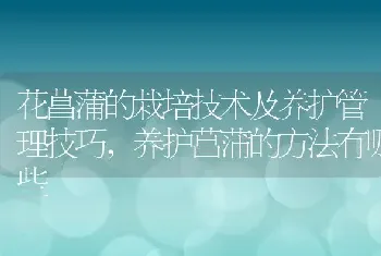 花菖蒲的栽培技术及养护管理技巧