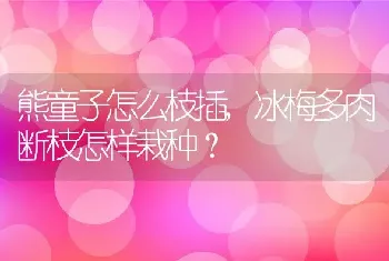 冰梅多肉断枝怎样栽种