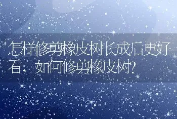 如何修剪橡皮树