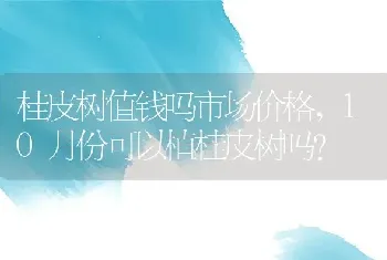 10月份可以植桂皮树吗