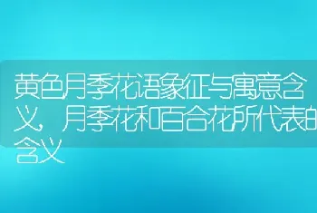 黄色月季花语象征与寓意含义