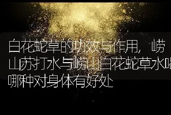 尤加利花语和寓意是什么意思