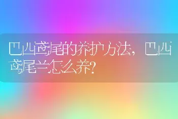 巴西鸢尾兰怎么养