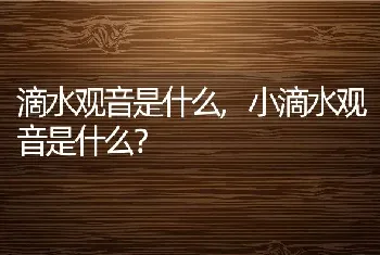 小滴水观音是什么