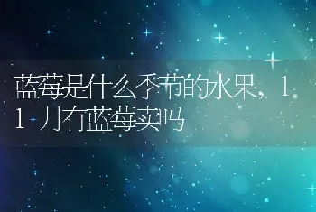 槐树种子怎么吃最好