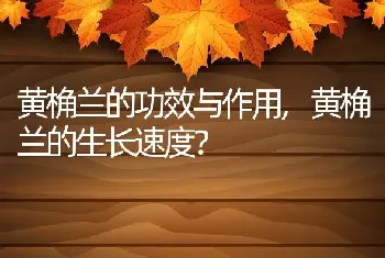 黄桷兰的生长速度