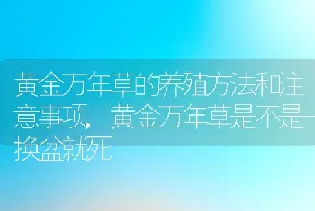 黄金万年草的养殖方法和注意事项