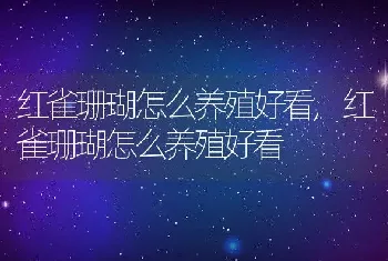 红雀珊瑚怎么养殖好看