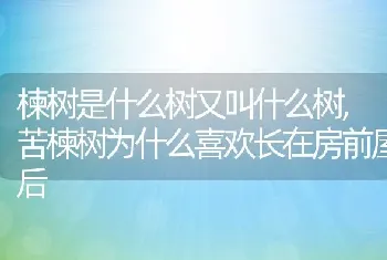 楝树是什么树又叫什么树