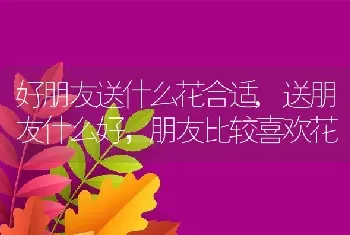 好朋友送什么花合适