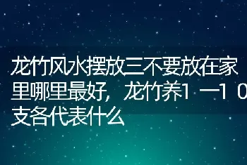 龙竹风水摆放三不要放在家里哪里最好