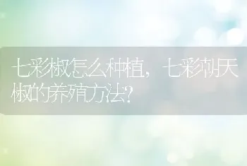 七彩朝天椒的养殖方法