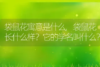 袋鼠花长什么样它的学名叫什么？