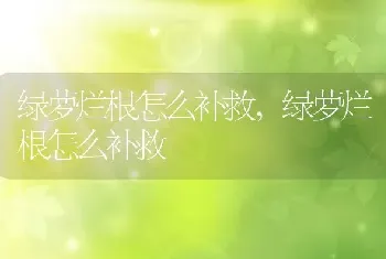 绿萝烂根怎么补救