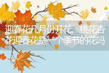 迎春花几月份开花