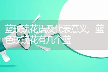 蓝玫瑰花语及代表意义