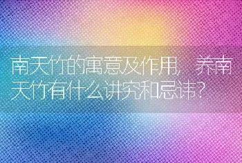 养南天竹有什么讲究和忌讳