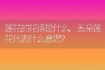 五朵莲花代表什么意思