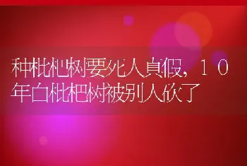 种枇杷树要死人真假