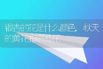 银杏的花是什么颜色