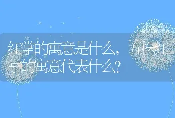 五株红掌的寓意代表什么