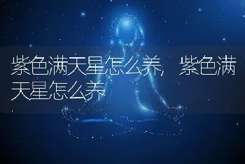 紫色满天星怎么养