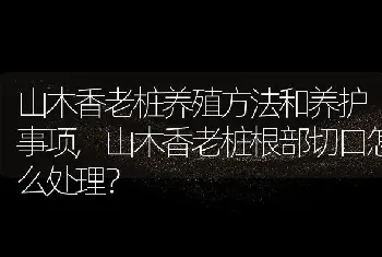 山木香老桩根部切口怎么处理