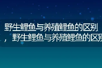 野生鲤鱼与养殖鲤鱼的区别