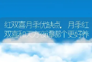 红双喜月季优缺点