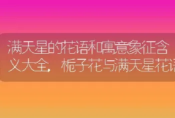 满天星的花语和寓意象征含义大全