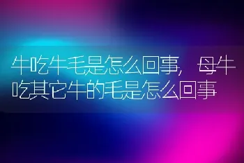 牛吃牛毛是怎么回事