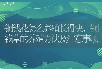 铜钱花怎么养殖长得快