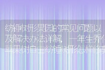 纺锤树形果园的常见问题以及解决办法详解