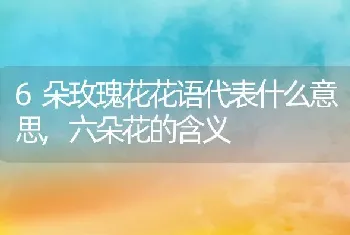 6朵玫瑰花花语代表什么意思