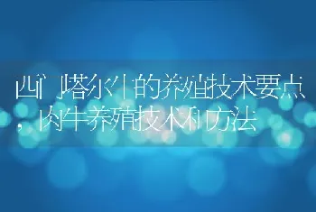 西门塔尔牛的养殖技术要点