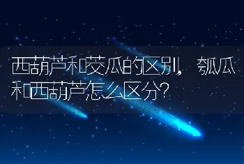 瓠瓜和西葫芦怎么区分