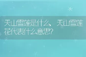 天山雪莲花代表什么意思