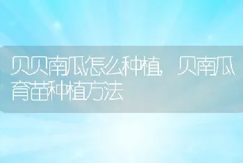 贝贝南瓜怎么种植