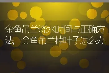 金鱼吊兰浇水时间与正确方法