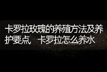 卡罗拉玫瑰的养殖方法及养护要点