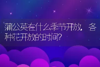 各种花开放的时间