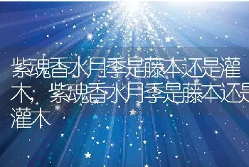 紫魂香水月季是藤本还是灌木