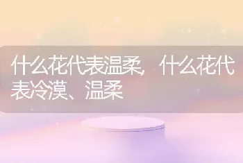 什么花代表温柔