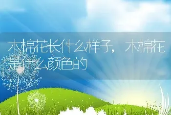 木棉花长什么样子