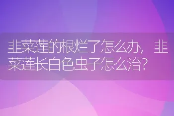 韭菜莲长白色虫子怎么治