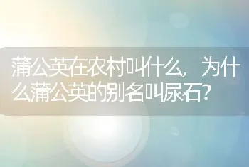 为什么蒲公英的别名叫尿石