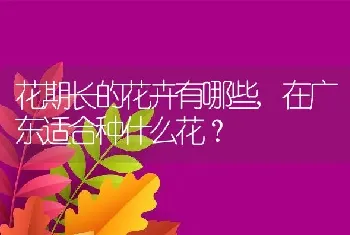 在广东适合种什么花