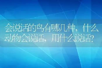 用什么说话