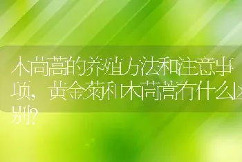 黄金菊和木茼蒿有什么区别