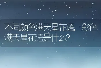 彩色满天星花语是什么